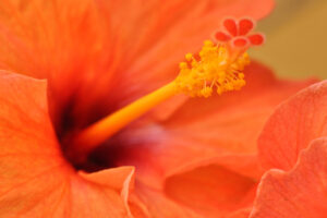 Orange Hibiscus Flower1867219552